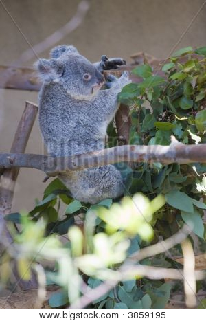 Koala Bear-