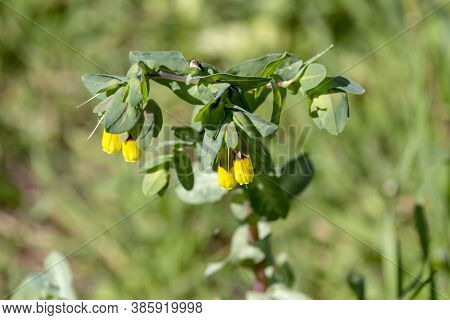 Plant (cerinthe Major) With Yellow Flowers Growing In A Mountain Meadow Close-up On A Sunny, Spring 