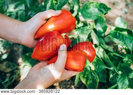 Female Hands Hold Red Pepper. Harvesting, Healthy , Diet Food.