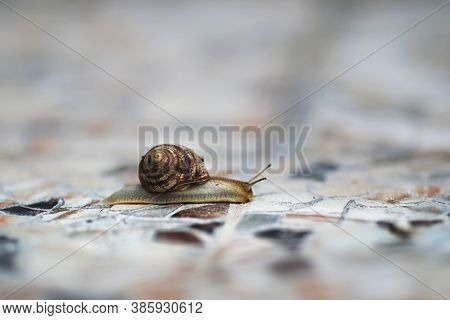Grape Snail, Common Names Burgundy, Roman, Edible Snail, On A Gray Blur Background