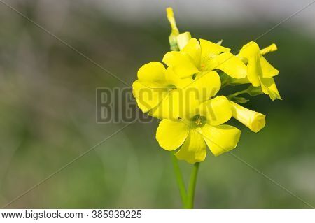 Photos Of Yellow Flowers Growing In The Countryside