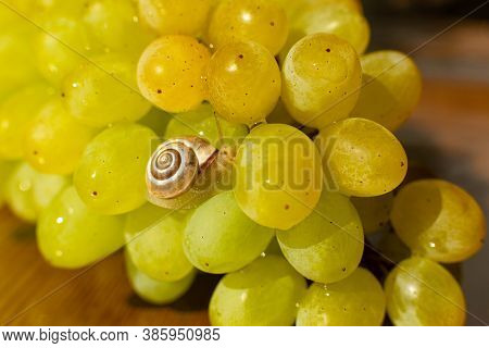 Close-up Of A Small Snail Crawling Over Grapes Quiche Mish