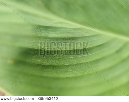 Abstract Striped Green Natural Background, Details Of Banana Leaf Or Hosta. Vintage Tone With Soft F