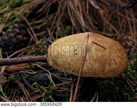 Beautiful Mushrooms Grow In The Forest. Autumn Mushroom Picking