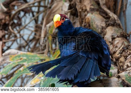 A Violet Turaco, Also Known As The Violaceous Plantain Eater (musophaga Violacea), Is A Large Turaco