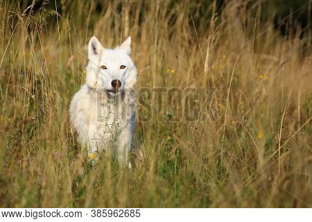 The Hudson Bay Wolf (canis Lupus Hudsonicus) Subspecies Of The Wolf (canis Lupus) Also Known As The 