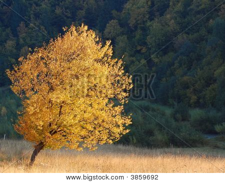 Golden Tree