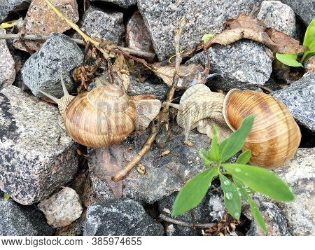 Small Garden Snail In Shell Crawling On Wet Road, Slug Hurry Home. Snail Slug Consist Of Edible Tast