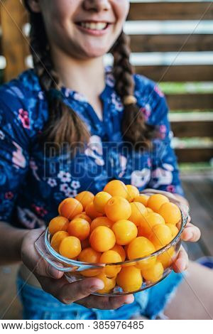 The Girl Holds Plucked Yellow Plums In Her Hands. Harvest Fresh Plucked Fruits, Ripe Plums. Hobbies,
