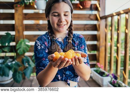 The Girl Holds Plucked Yellow Plums In Her Hands. Harvest Fresh Plucked Fruits, Ripe Plums. Hobbies,