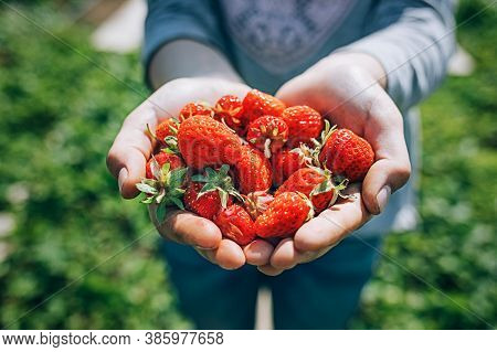 Young Girl Plucked Ripe Strawberries From The Garden And Holds It In Her Hands. Close-up