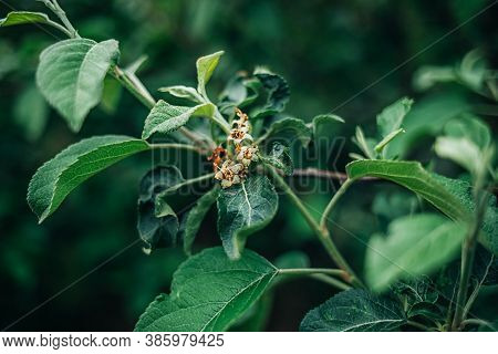 Young Fruit Apples After Blossom In Garden. Young Apple Buds Primordium. Young Apple At Fruitlet Sta