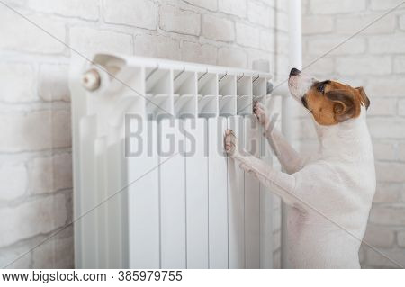 Dog Jack Russell Terrier Has Put Its Paws On The Radiator And Is Warming Up