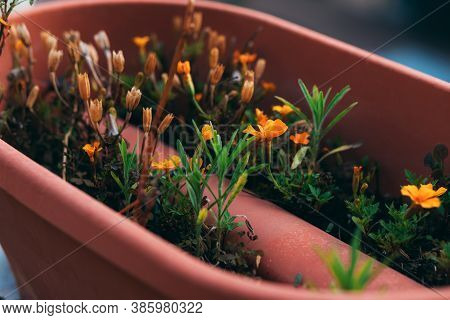 Orange Flowers In A Pot Outdoor On The Balcony. Beautiful Small Flowers Blooming In Flower Pot. Bloo