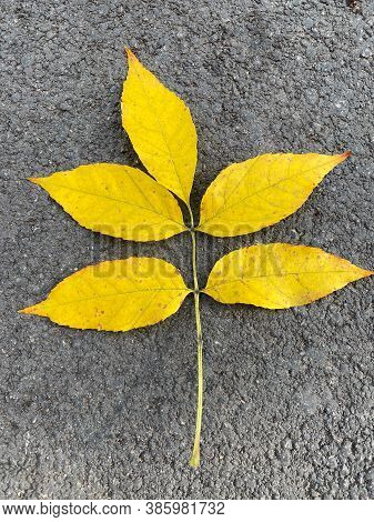 Yellow Leaf On The Asphalt, Autumn Season