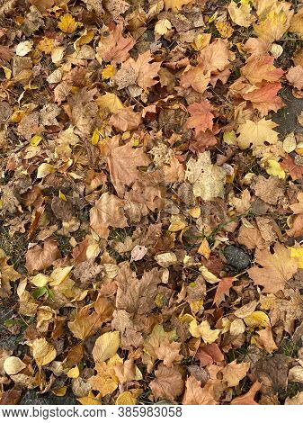 Autumn Leaves On The Ground, Nature Texture