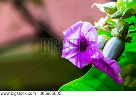 Elephant Creeper Flowers Blooming In Beauty Cozy Home Flower Garden On Summer.