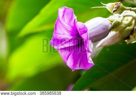Elephant Creeper Flowers Blooming In Beauty Cozy Home Flower Garden On Summer.