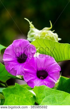 Elephant Creeper Flowers Blooming In Beauty Cozy Home Flower Garden On Summer.