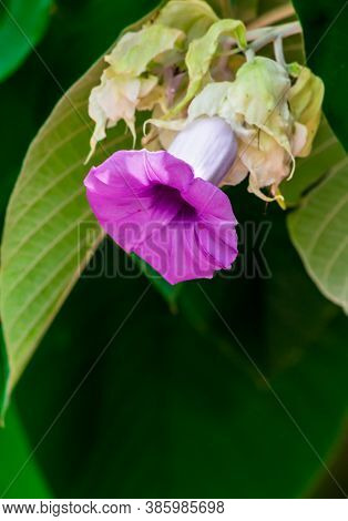 Elephant Creeper Flowers Blooming In Beauty Cozy Home Flower Garden On Summer.