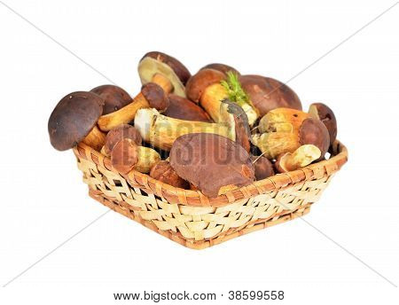 Boletus edulis sieni kori, DOF