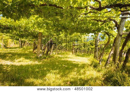 Vineyard