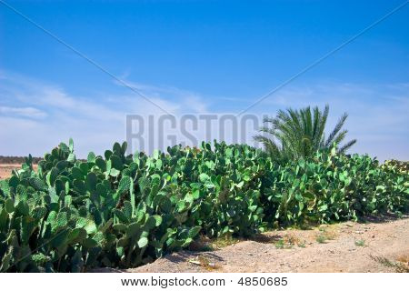 Morrocan Cactuses