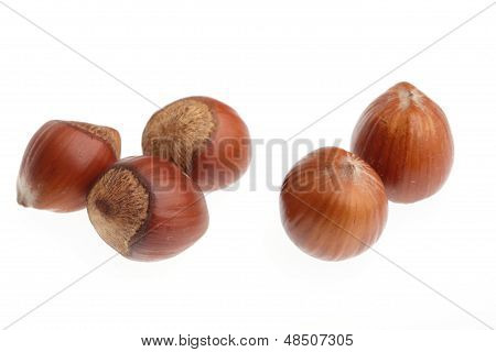 Hazelnut Isolated On White Background