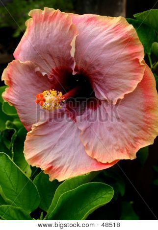 Hibiscus