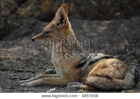 Sciacallo dalla gualdrappa (canis Mesomelas)