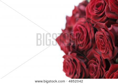 Belle rose rosse
