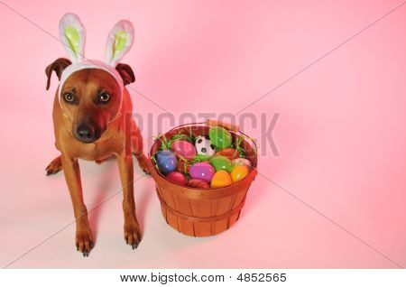 Påske Bunny Doggie