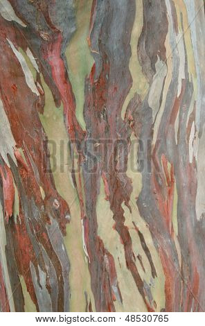 Eucalipto eglupta textura de casca de árvore