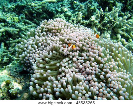 Clownfische In Anemone