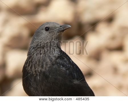 Bird Watching You