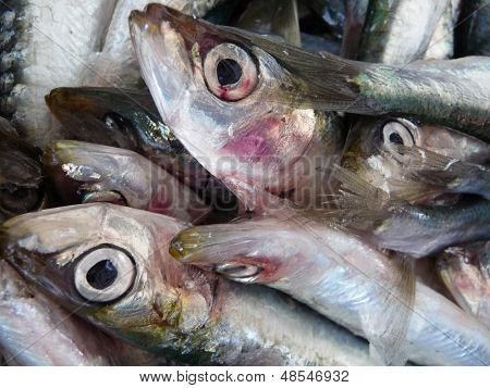 Carpaneto étkezési friss halat