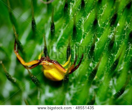 Krabba spindel