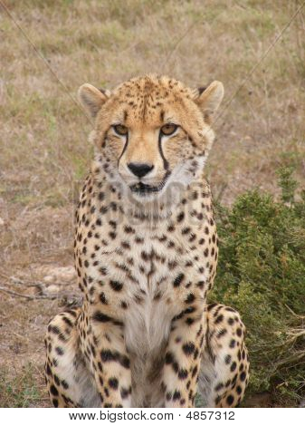 Cheetah2