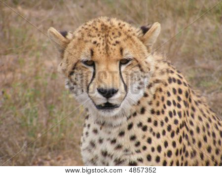 Cheetah3