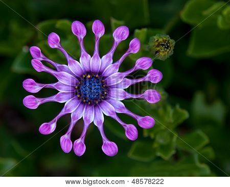 African Daisy fiore