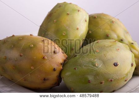 Prickly Pear Cactus