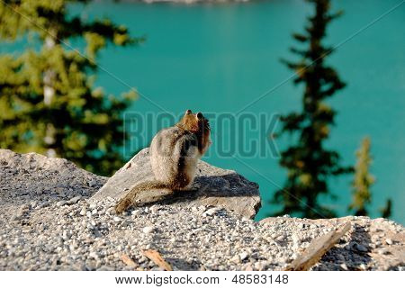 Squirrel And Moraine Lake,canadian Rockies,canada
