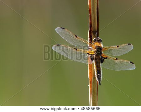 Dragon fly