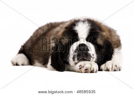 St Bernard Puppy isoleret på hvid