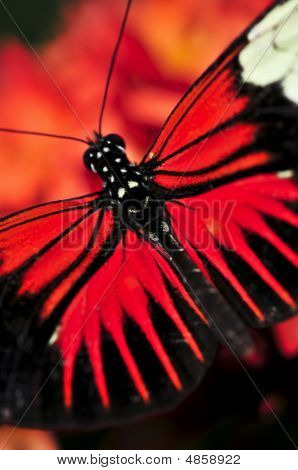 赤 Heliconius ドラ蝶