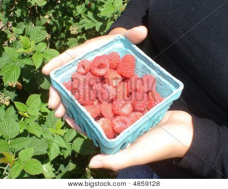 바구니에 붉은 라즈베리