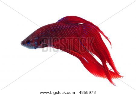 Betta Splendens