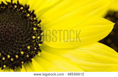 Girassol amarelo anual
