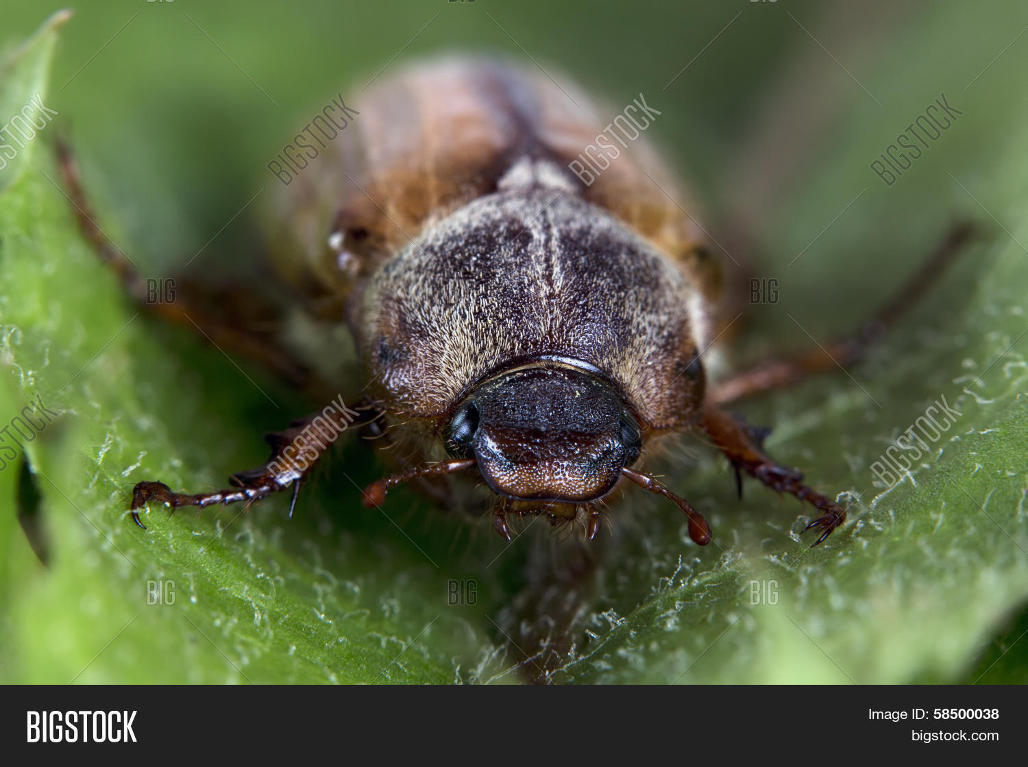Image Preview