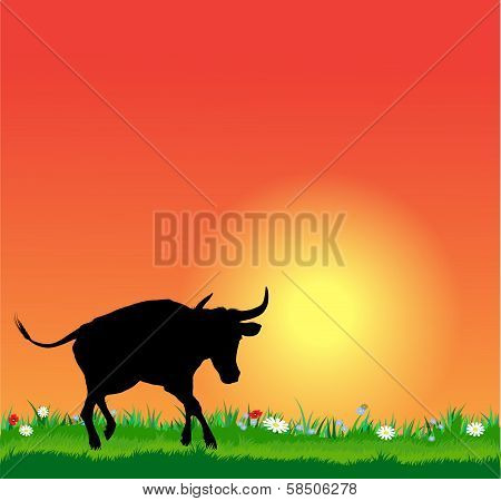 Vector bull silhouette on sunset